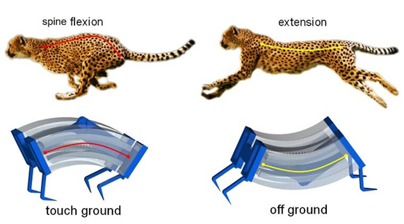 Figure 1: Demonstration of the cheetah and the soft robotic movement